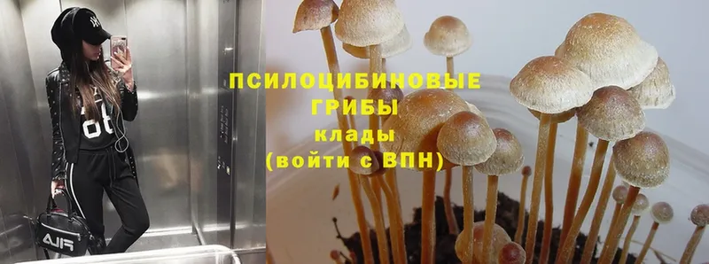 хочу   Спасск-Рязанский  Псилоцибиновые грибы Psilocybe 